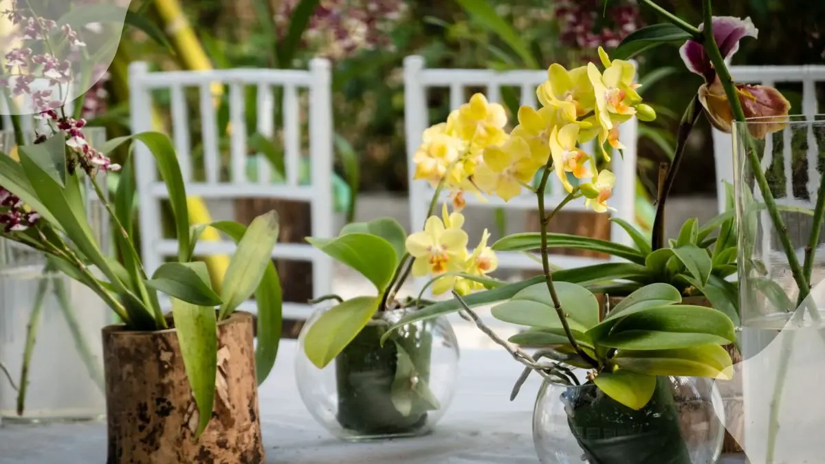 Yellowing Leaves on Orchid: Causes & Solutions