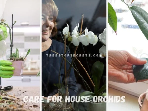 Care for House Orchids: A Comprehensive Guide to Growing and Nurturing Orchids