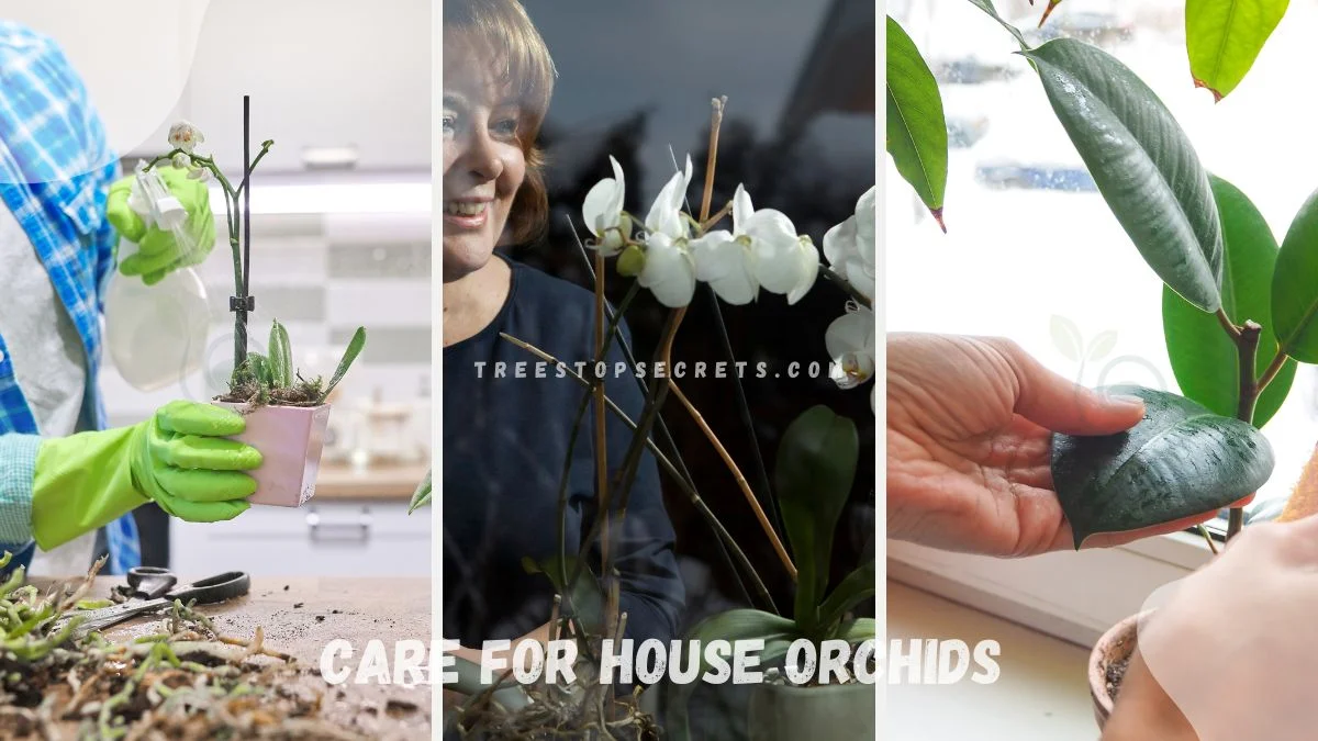 Care for House Orchids: A Comprehensive Guide to Growing and Nurturing Orchids