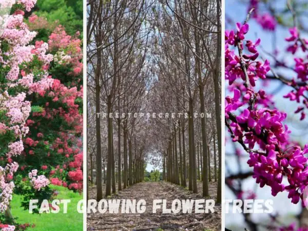 Fast Growing Flower Trees | Buy at BloomingTree Nursery