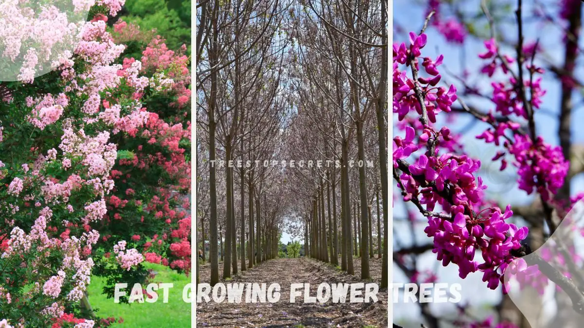 Fast Growing Flower Trees | Buy at BloomingTree Nursery