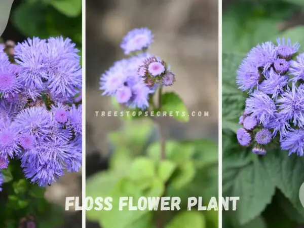 Floss Flower Plant: Planting and Care Guide for Ageratum