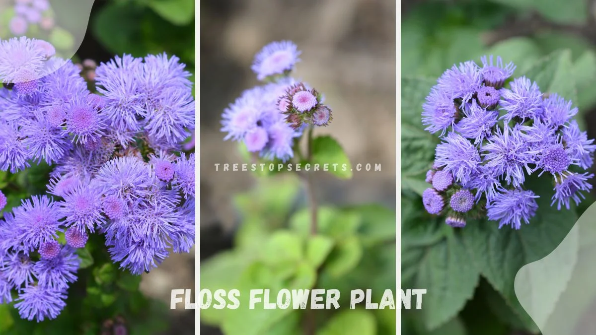 Floss Flower Plant: Planting and Care Guide for Ageratum
