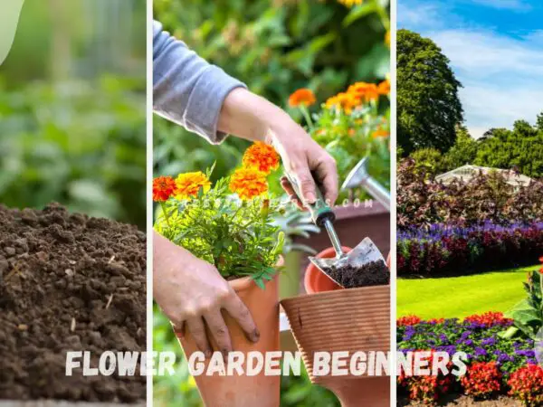 Flower Garden Beginners: Get Started Right!