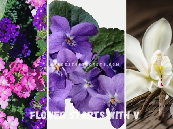 V Flowers: Discover Exquisite Varieties!  - Flower starts with V
