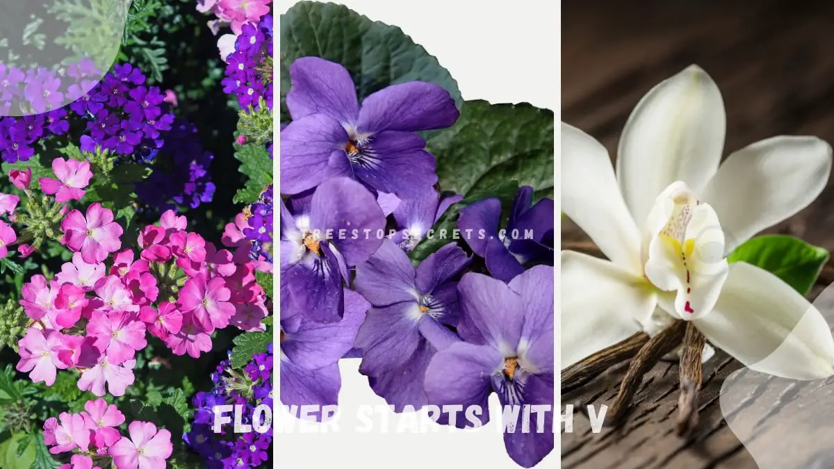 V Flowers: Discover Exquisite Varieties!  - Flower starts with V