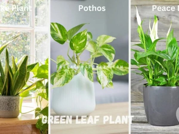 Green Leaf Plants: Elevate Your Space