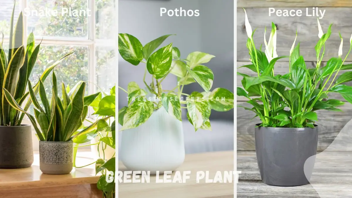 Green Leaf Plants: Elevate Your Space