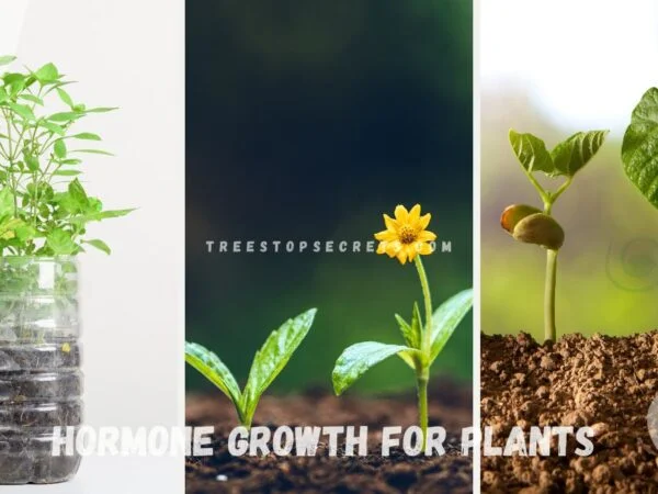 Hormone Growth for Plants: Unveiling Plant Hormones