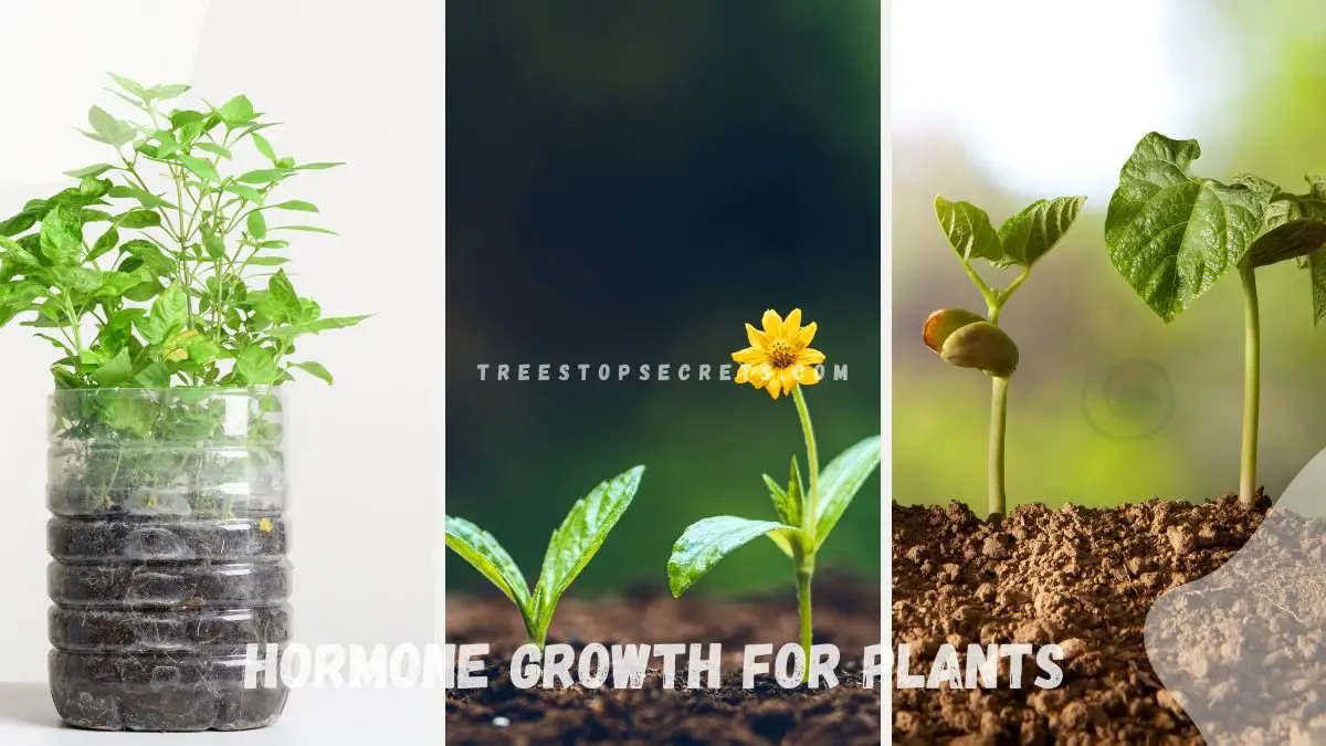 Hormone Growth for Plants: Unveiling Plant Hormones