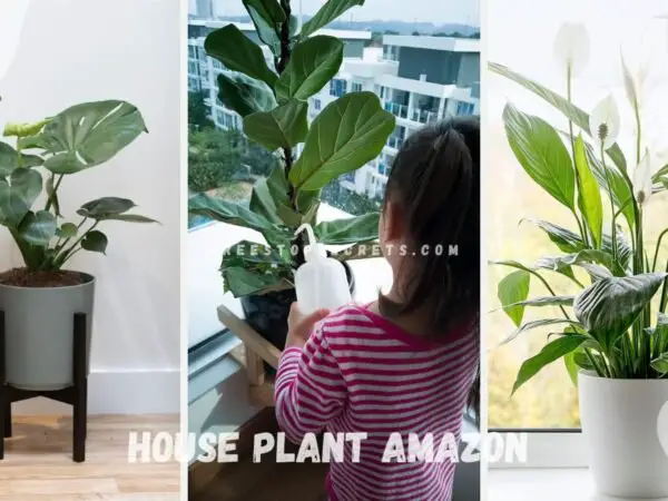 House Plant Amazon: Ultimate Indoor Plants Guide