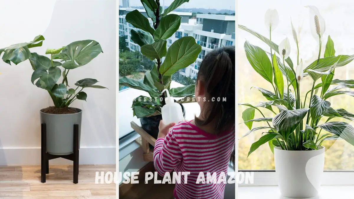 House Plant Amazon: Ultimate Indoor Plants Guide