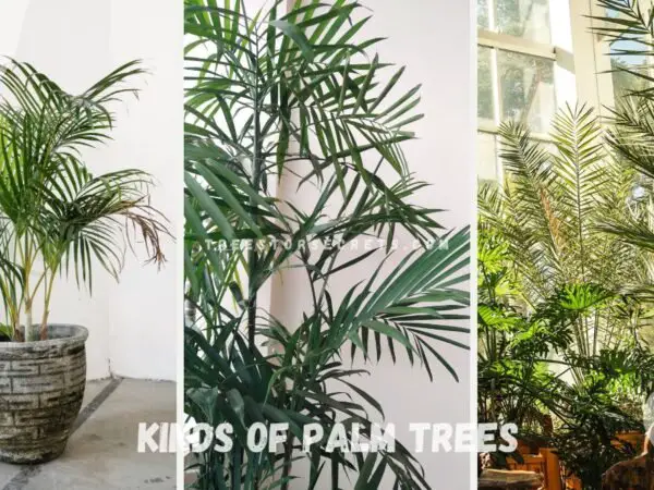 How Many Kinds of Palm Trees: 30 Unique Varieties Explained