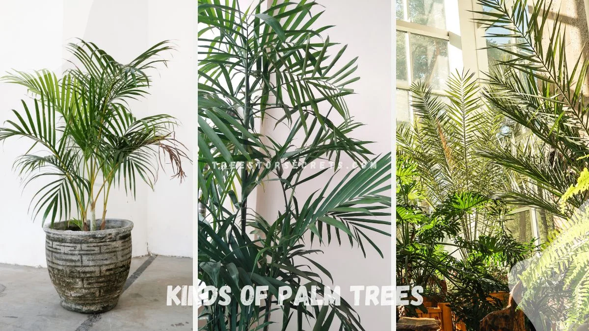 How Many Kinds of Palm Trees: 30 Unique Varieties Explained