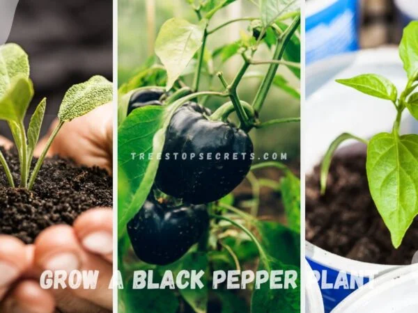 How to Grow a Black Pepper Plant: Home Cultivation Guide