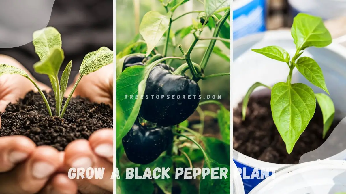 How to Grow a Black Pepper Plant: Home Cultivation Guide