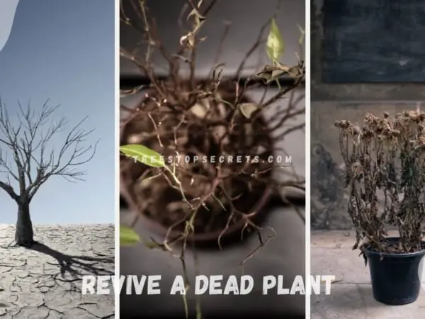 How to Revive a Dead Plant: 7 Expert Steps