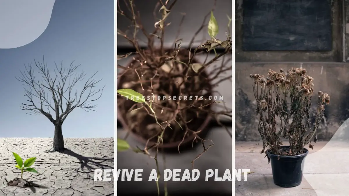 How to Revive a Dead Plant: 7 Expert Steps