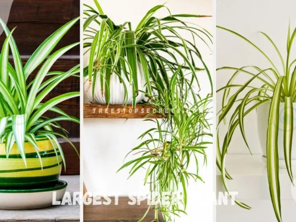 Largest Spider Plant: Ultimate Guide