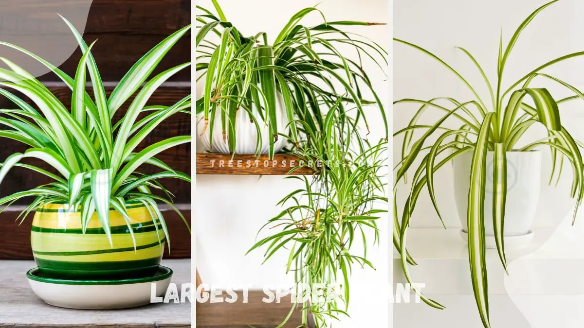 Largest Spider Plant: Ultimate Guide