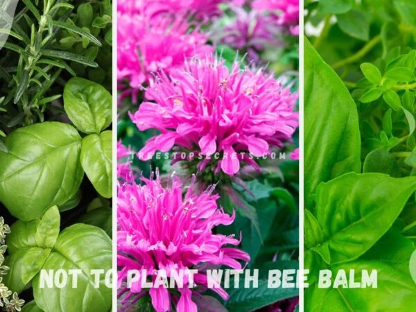 What Not to Plant with Bee Balm: Avoid These Plants