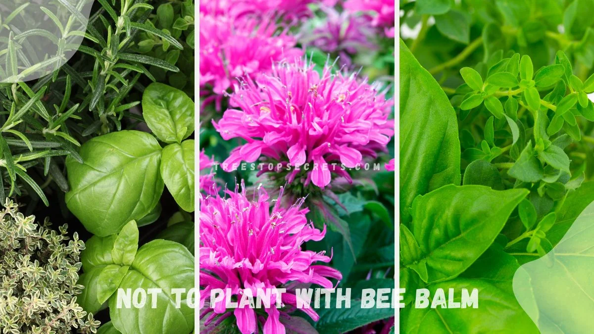 What Not to Plant with Bee Balm: Avoid These Plants
