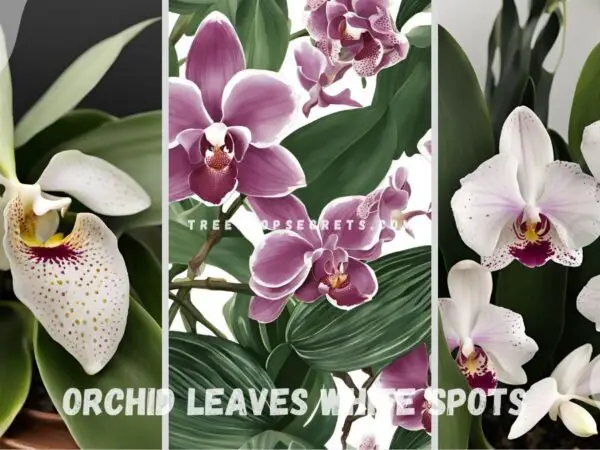Orchid Leaves White Spots: Preventing & Treating Fungus