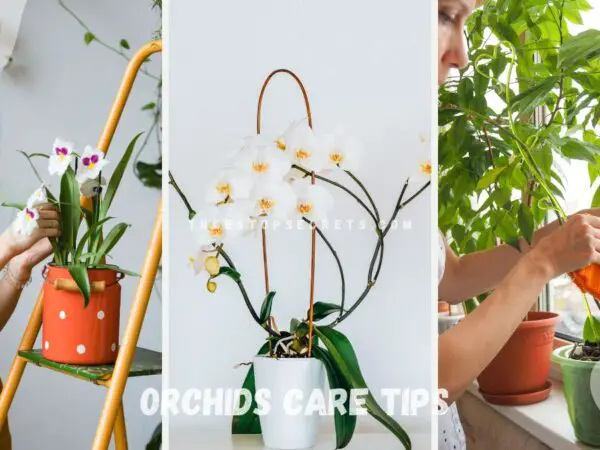 Orchids Care Tips: Your Complete Guide