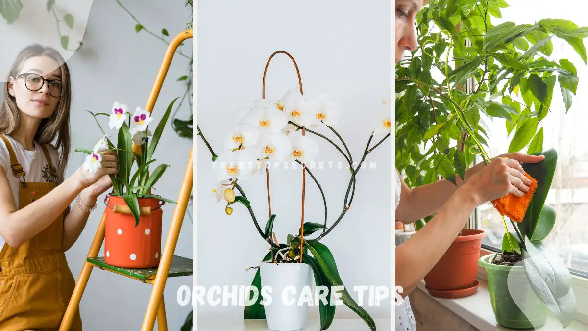 Orchids Care Tips: Your Complete Guide