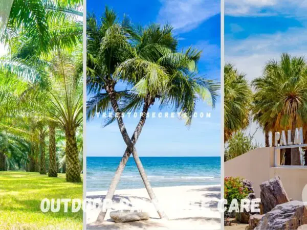 Outdoor Palm Tree Care: Soil & Light Essentials