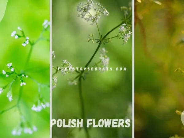 Polish Flowers: Symbolism in Poland