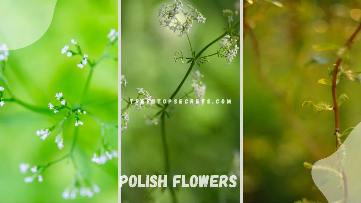 Polish Flowers: Symbolism in Poland