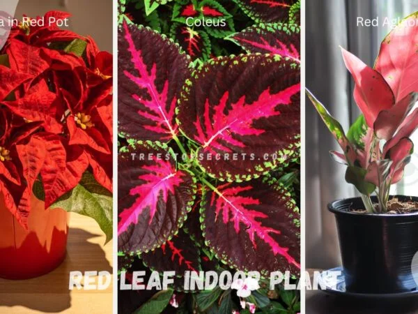 Red Leaf Indoor Plants: Your Guide to Vibrant Houseplants