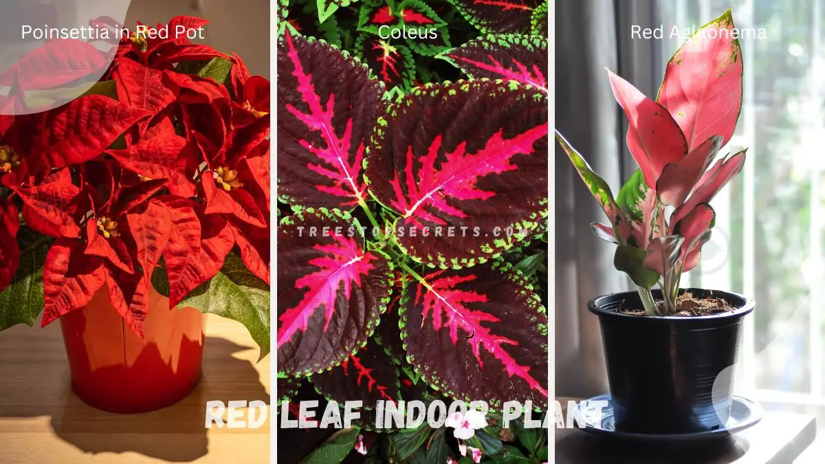 Red Leaf Indoor Plants: Your Guide to Vibrant Houseplants