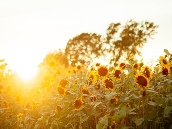 Harmony in Bloom: Unlocking the Art of Spacing Sunflowers