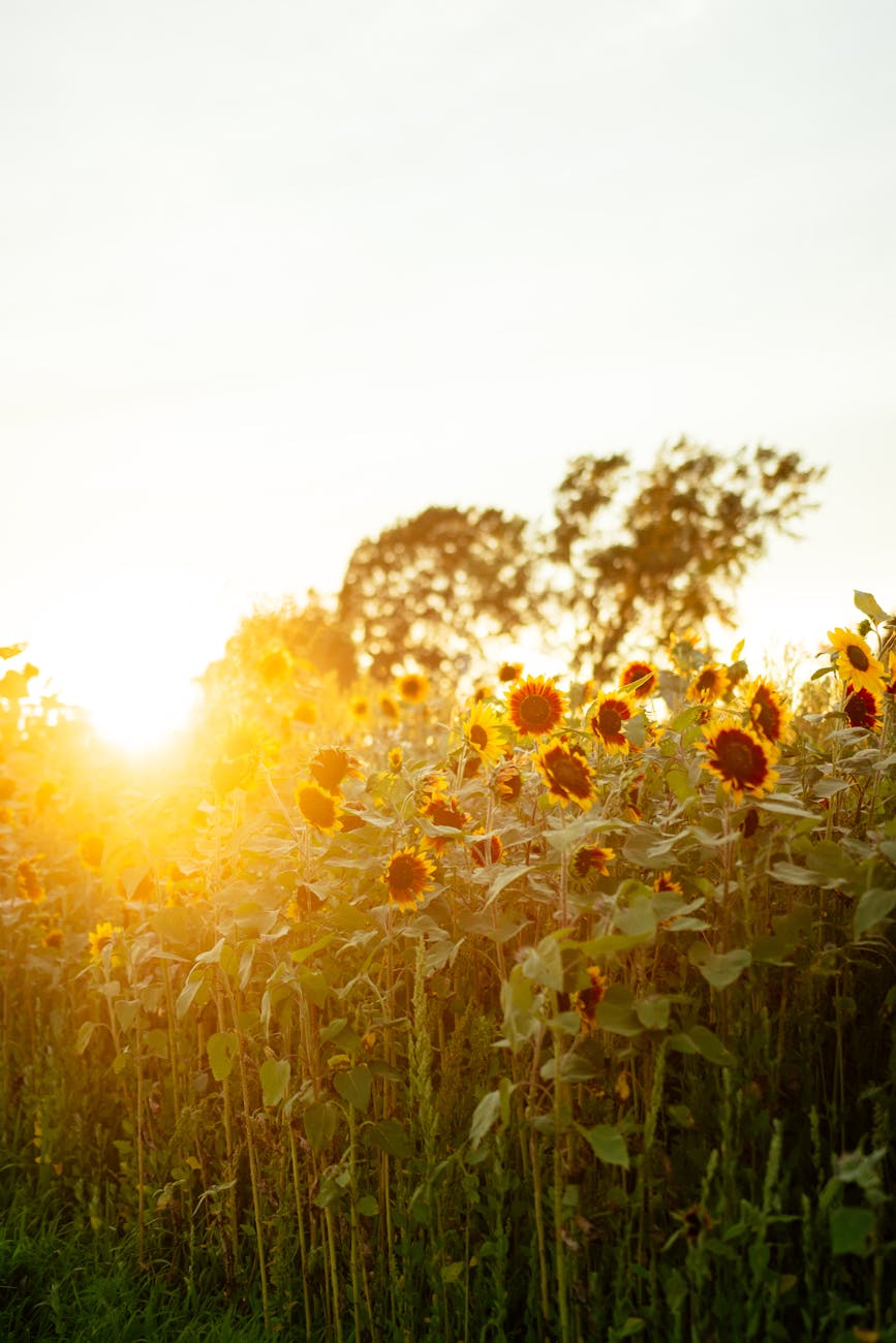 Harmony in Bloom: Unlocking the Art of Spacing Sunflowers