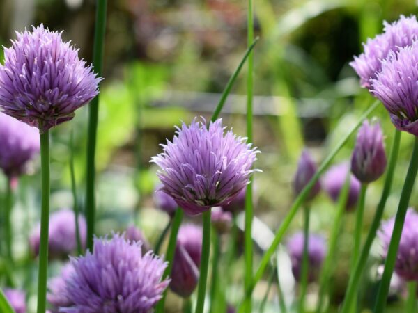 Natures Hidden Gem: Unraveling the Secrets of Purple and Green Flowers