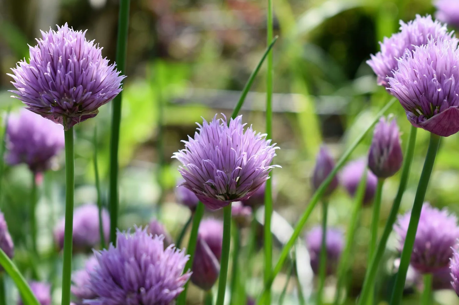 Natures Hidden Gem: Unraveling the Secrets of Purple and Green Flowers