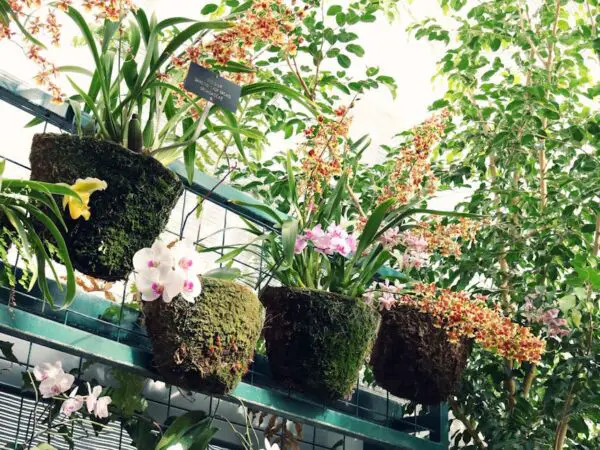 The Orchid Whisperer: Expert Techniques on How to Grow Orchids