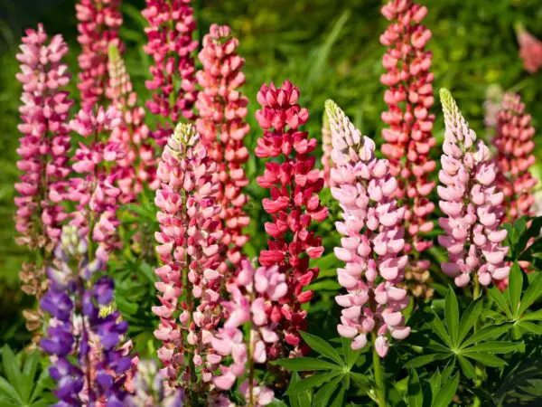 Lupine Flower Perennials: 10 Powerful Reasons to Grow in Your Yard