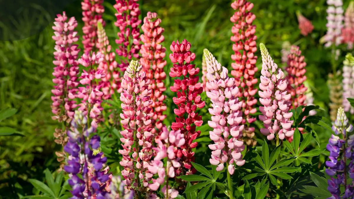 Lupine Flower Perennials: 10 Powerful Reasons to Grow in Your Yard