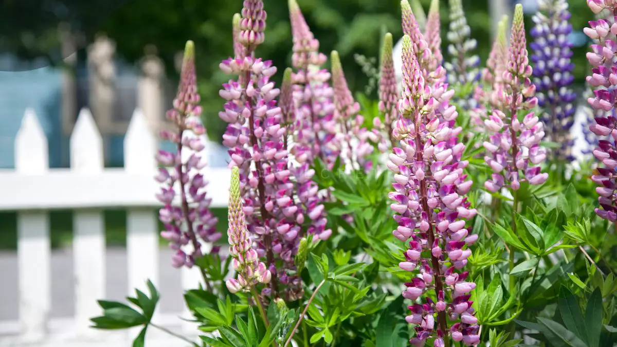 Lupine Flower Perennials