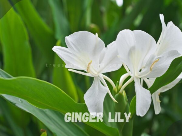 Ginger Plant White Flower: Expert Tips for Growing Hedychium