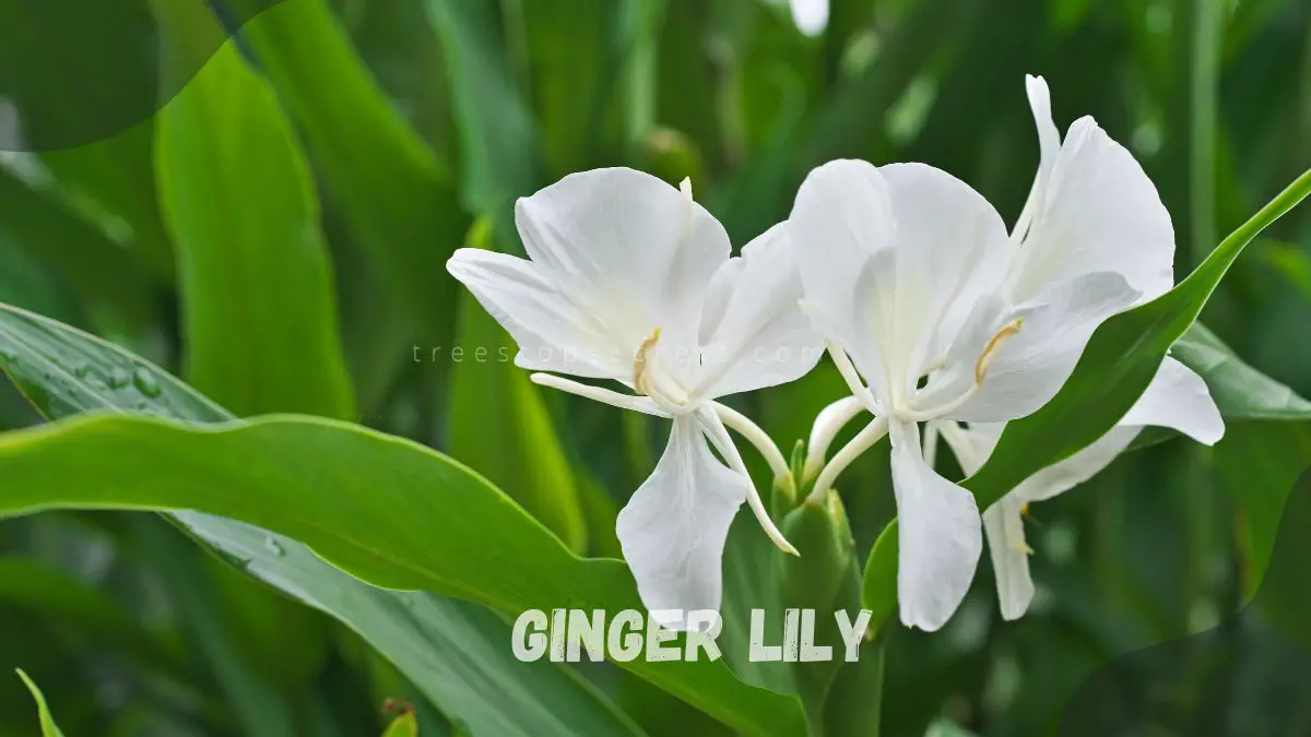 Ginger Plant White Flower: Expert Tips for Growing Hedychium