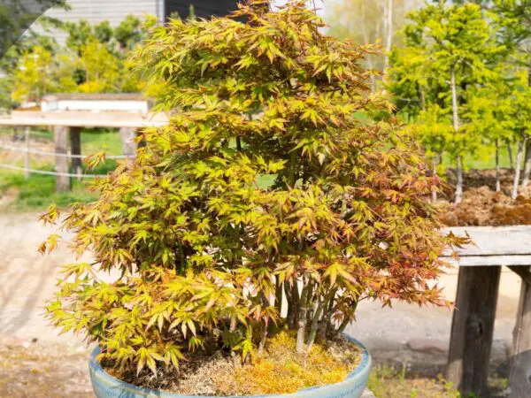 Bonsai Maple: Essential Care Tips for Thriving Trees