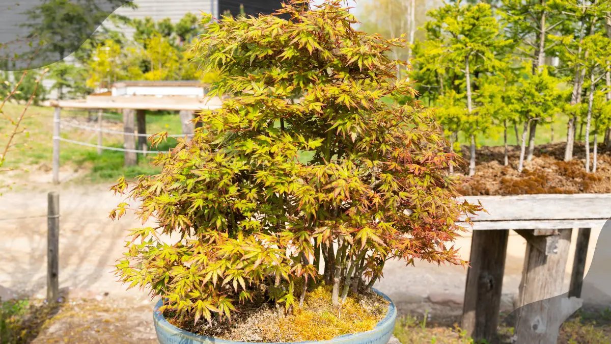 Bonsai Maple: Essential Care Tips for Thriving Trees