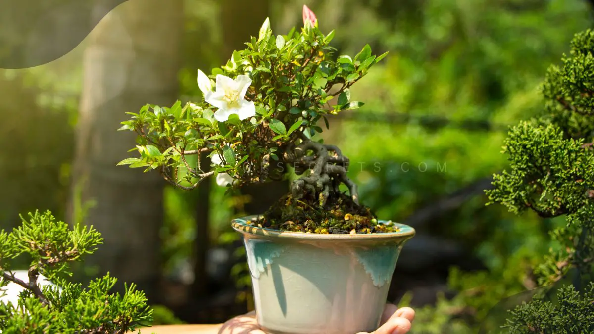 Light for Bonsai: Discover the Best Grow Lights for Your Trees