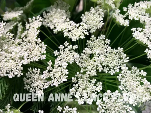 Queen Flowers: Your Ultimate Guide to Gardening & Arrangements