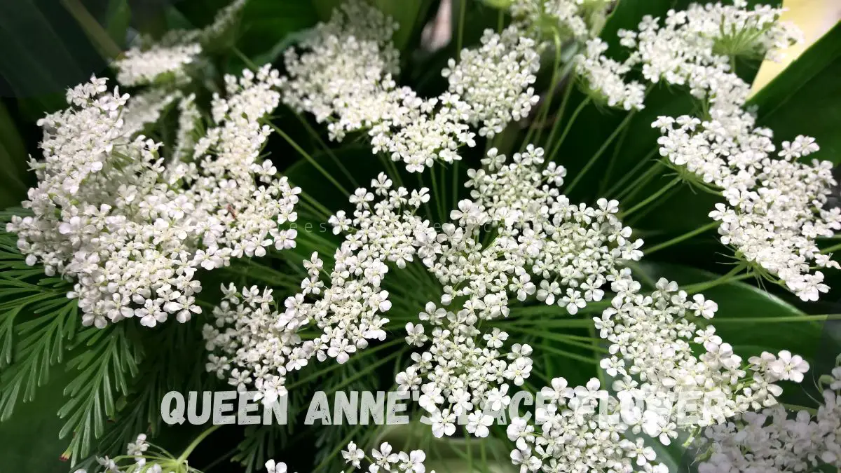 Queen Flowers: Your Ultimate Guide to Gardening & Arrangements