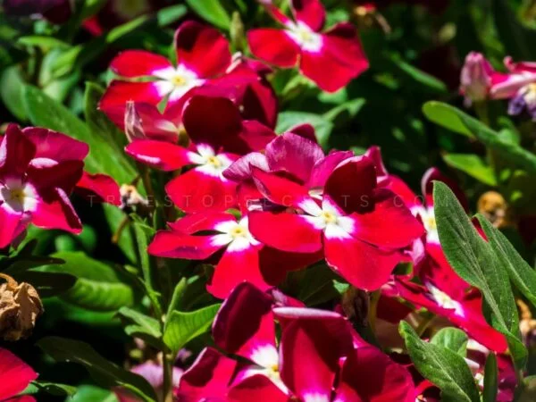 5 Must-Have Red Flowers with White Centers for a Vibrant Landscape